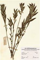 藏品(豬仔笠)的圖片